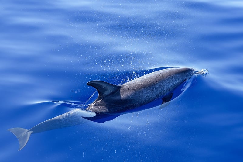 Dolphins in the ocean
