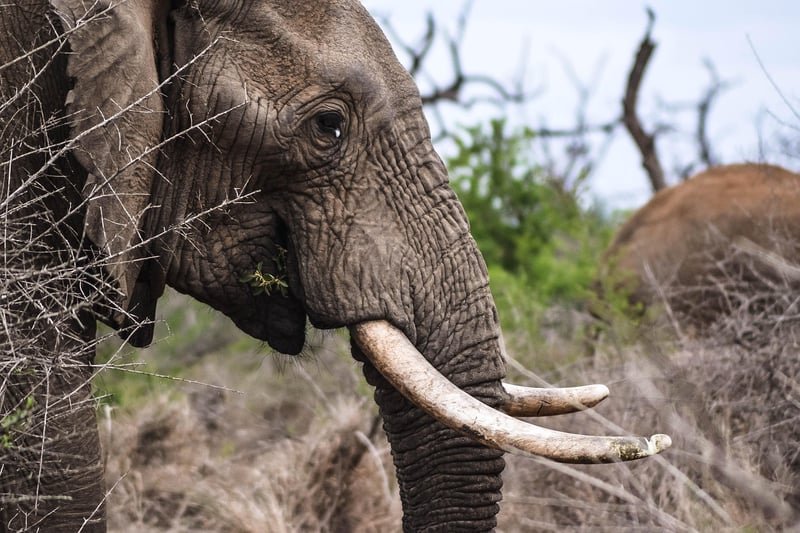 Elephant in natural habitat