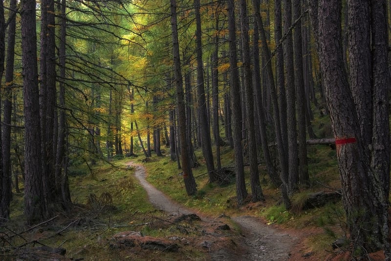 Enchanted Forest Trail