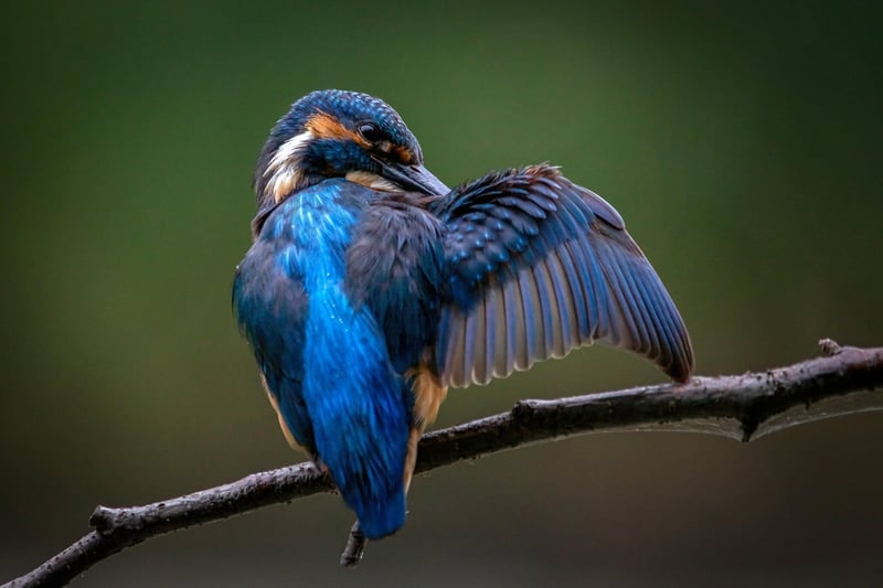 Colorful bird in flight