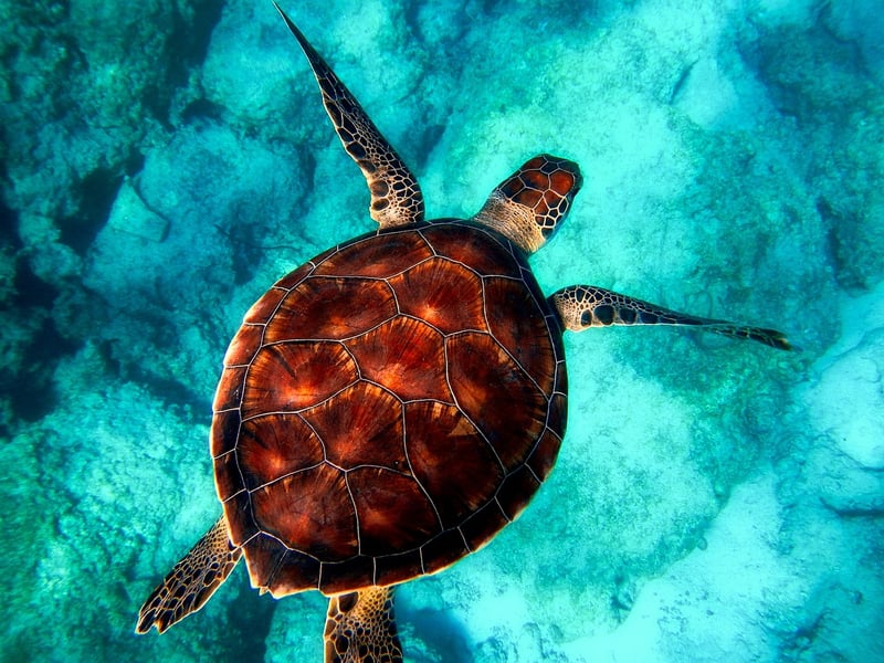 Sea turtle in water