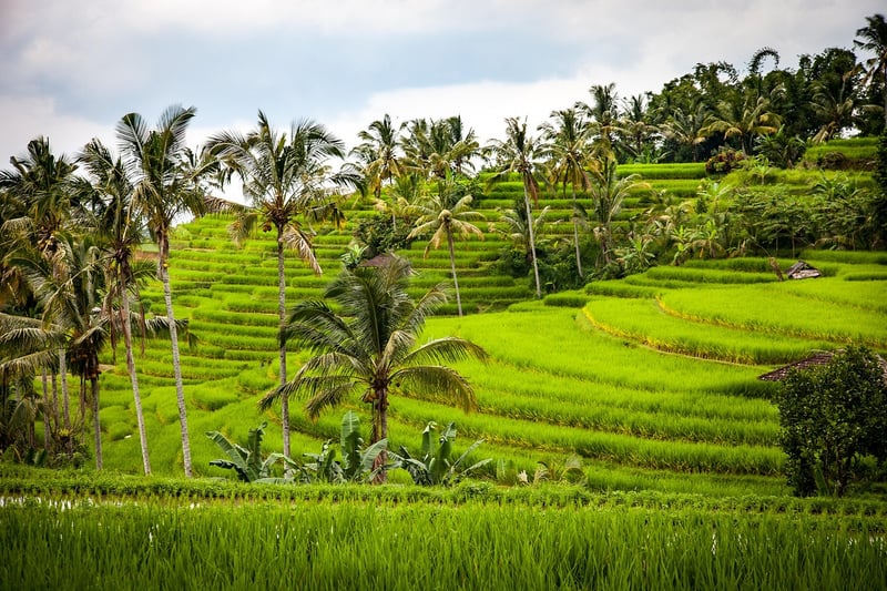 Ubud Bali Rice Terrace